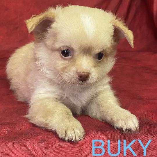 chiot Chihuahua Poil Long BUKY Chihuahua disponible Domaine de la Chantelaie