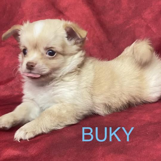 chiot Chihuahua Poil Long BUKY Chihuahua disponible Domaine de la Chantelaie