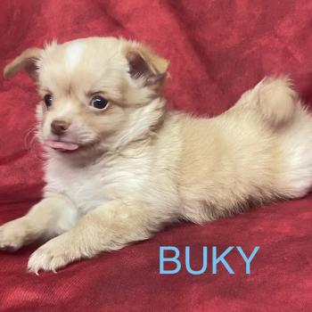 chiot Chihuahua Poil Long BUKY Chihuahua disponible Domaine de la Chantelaie