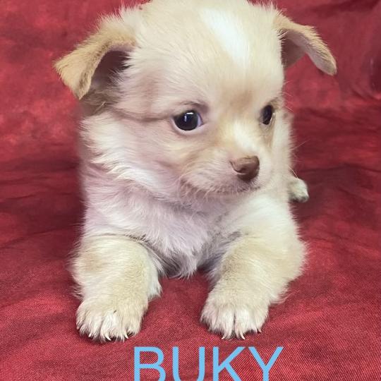 chiot Chihuahua Poil Long BUKY Chihuahua disponible Domaine de la Chantelaie