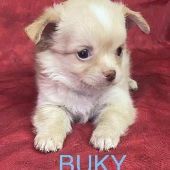 chiot Chihuahua Poil Long BUKY Chihuahua disponible Domaine de la Chantelaie