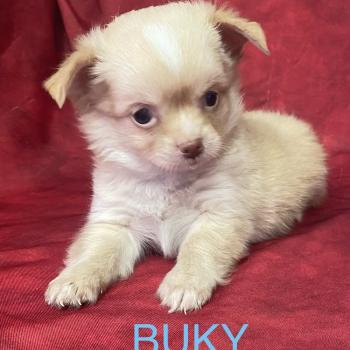 chiot Chihuahua Poil Long BUKY Chihuahua disponible Domaine de la Chantelaie