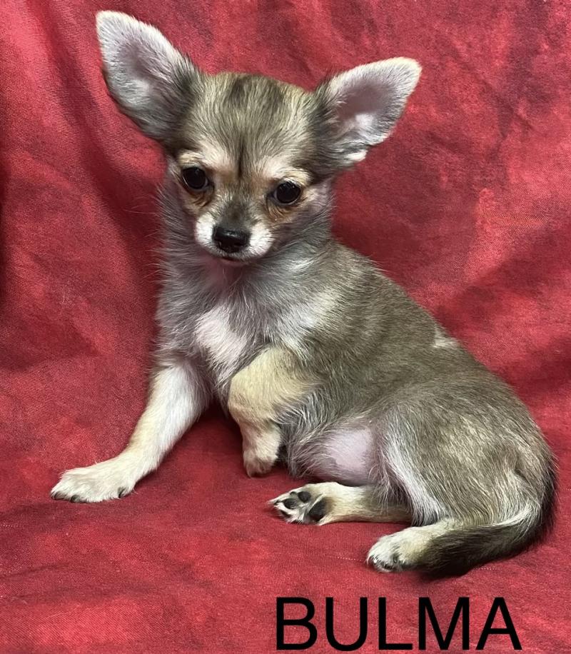 BULMA Chihuahua LOF disponible Femelle Chihuahua Poil Long