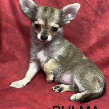 chiot Chihuahua Poil Long BULMA Chihuahua disponible Domaine de la Chantelaie