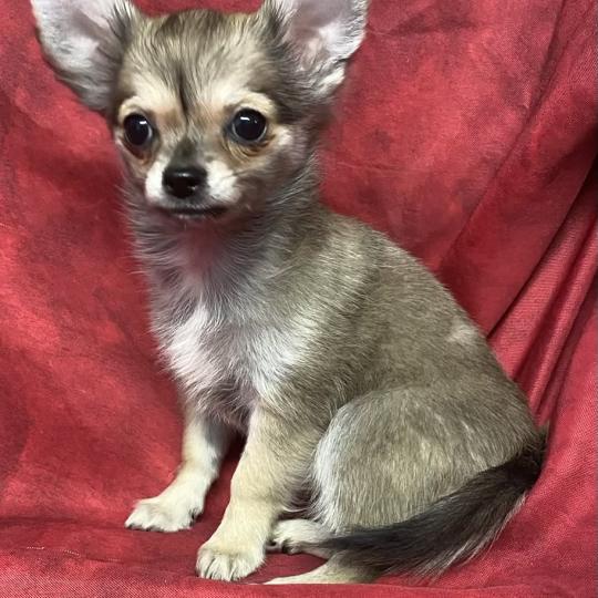 chiot Chihuahua Poil Long BULMA Chihuahua disponible Domaine de la Chantelaie