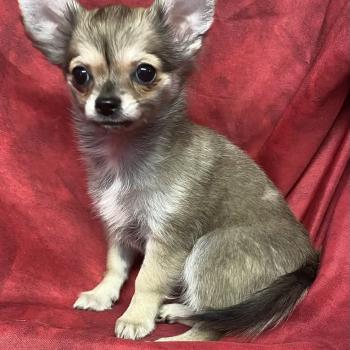 chiot Chihuahua Poil Long BULMA Chihuahua disponible Domaine de la Chantelaie