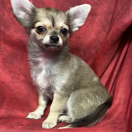chiot Chihuahua Poil Long BULMA Chihuahua disponible Domaine de la Chantelaie