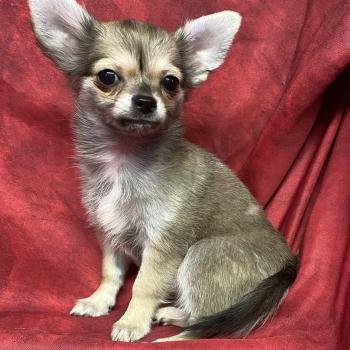 chiot Chihuahua Poil Long BULMA Chihuahua disponible Domaine de la Chantelaie