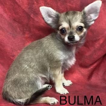 chiot Chihuahua Poil Long BULMA Chihuahua disponible Domaine de la Chantelaie