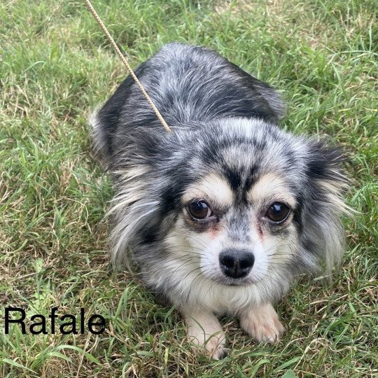 RAFALE chihuahua pl Femelle Chihuahua Poil Long