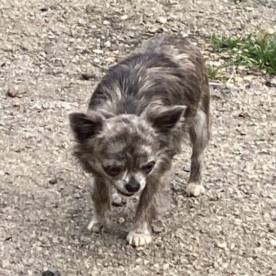 chien Chihuahua Poil Long GRIS/BRIN RICKIE chihuahua pl Domaine de la Chantelaie