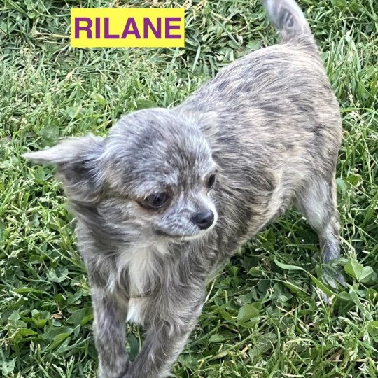 chien Chihuahua Poil Long GRIS/BRIN RICKIE chihuahua pl Domaine de la Chantelaie