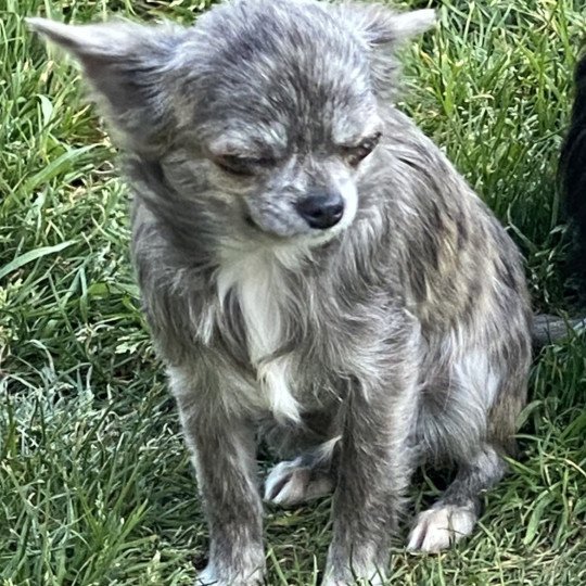 chien Chihuahua Poil Long GRIS/BRIN RICKIE chihuahua pl Domaine de la Chantelaie