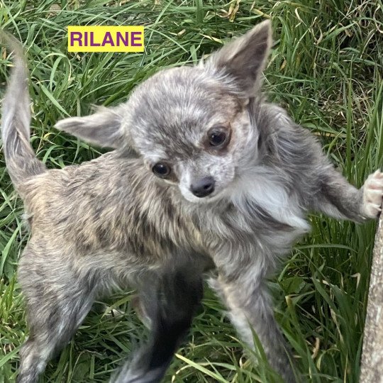 RILANE - RICKIE chihuahua pl Femelle Chihuahua Poil Long