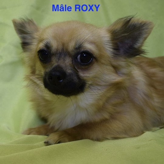 chien Chihuahua Poil Long FAUV AVEC MASQU. NOIR ROXY Domaine de la Chantelaie