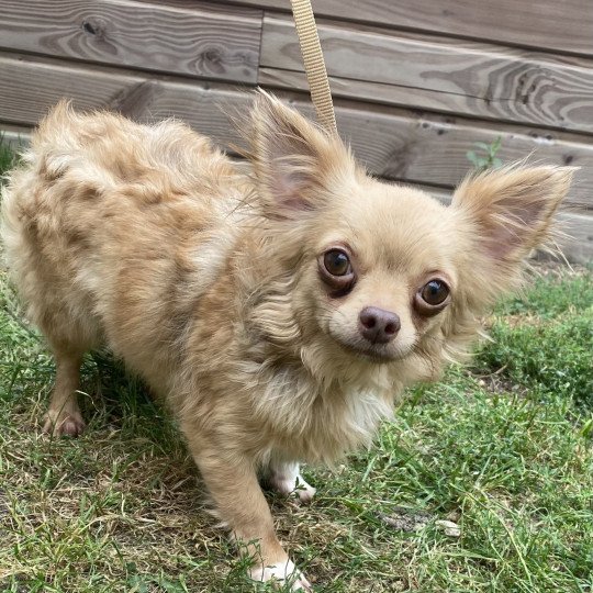 SAGANE chihuahua pl Femelle Chihuahua Poil Long