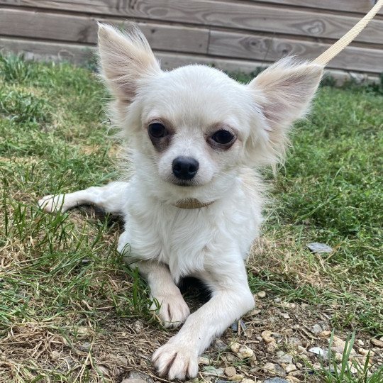 SUSIE chihuahua pl Femelle Chihuahua Poil Long