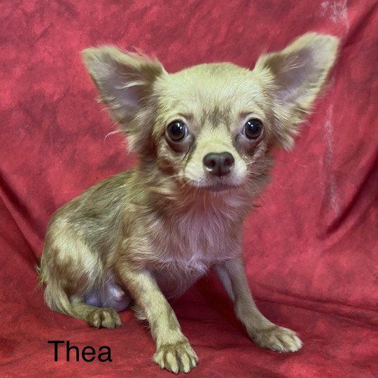 THEA chihuahua pl Femelle Chihuahua Poil Long