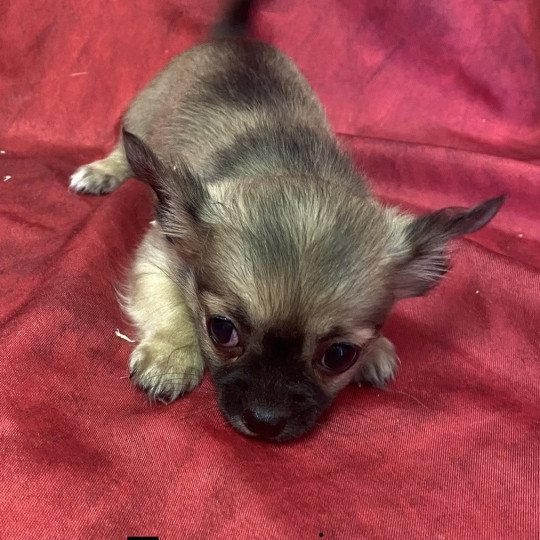 chien Chihuahua Poil Long TOGANE chihuahua pl Domaine de la Chantelaie