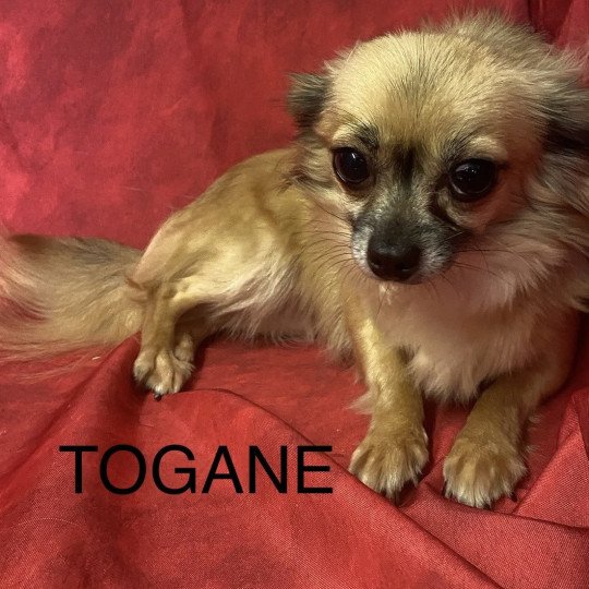chien Chihuahua Poil Long TOGANE chihuahua pl Domaine de la Chantelaie