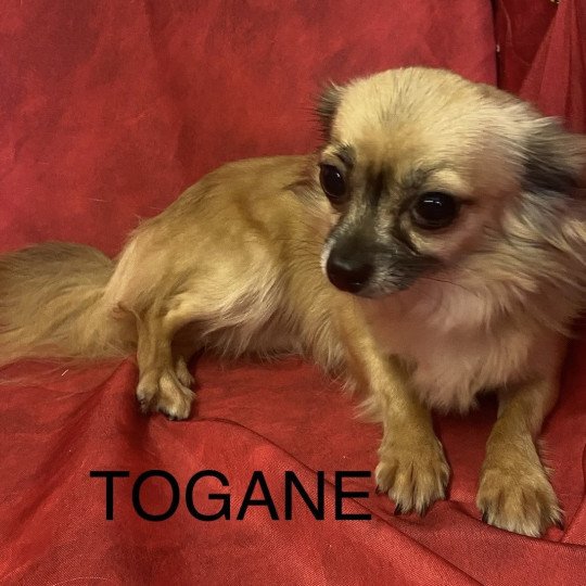 chien Chihuahua Poil Long TOGANE chihuahua pl Domaine de la Chantelaie