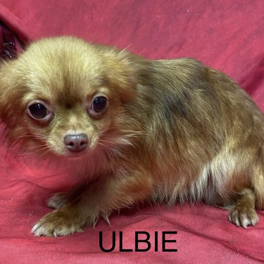 chien Chihuahua Poil Long ULBIE pl fauve roux Domaine de la Chantelaie