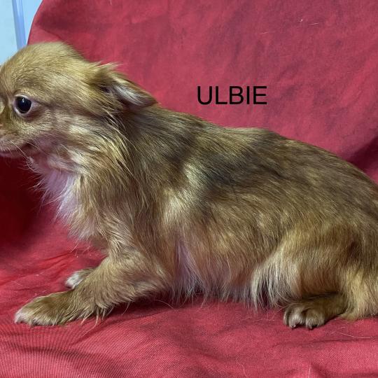 chien Chihuahua Poil Long ULBIE pl fauve roux Domaine de la Chantelaie