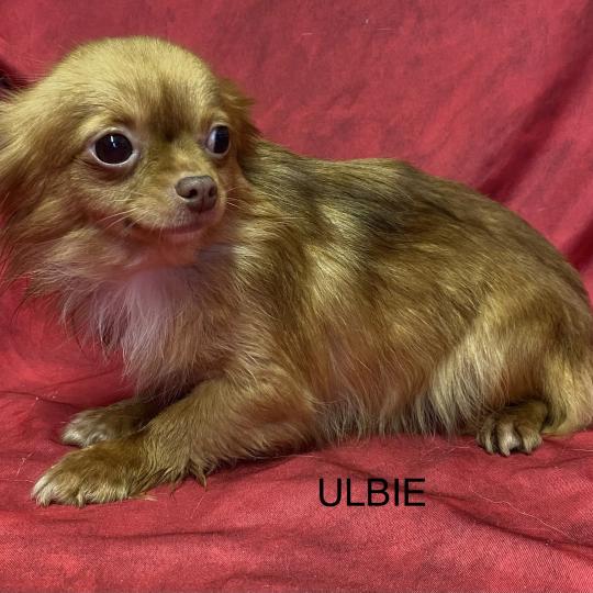 chien Chihuahua Poil Long ULBIE pl fauve roux Domaine de la Chantelaie