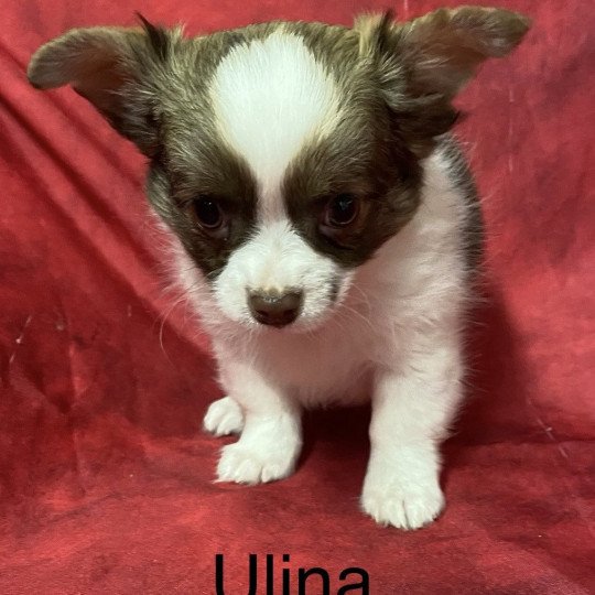 ULINA chihuahua pl Femelle Chihuahua Poil Long