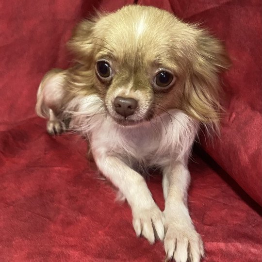 ULTESS chihuahua pl Femelle Chihuahua Poil Long