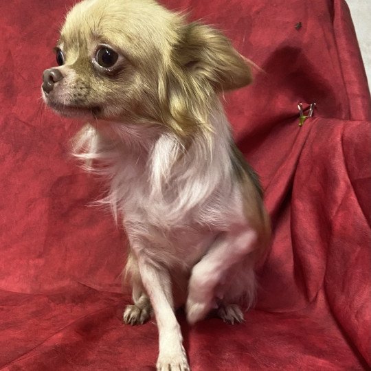 chien Chihuahua Poil Long BLANCHE ET FAUVE ULTESS chihuahua pl Domaine de la Chantelaie