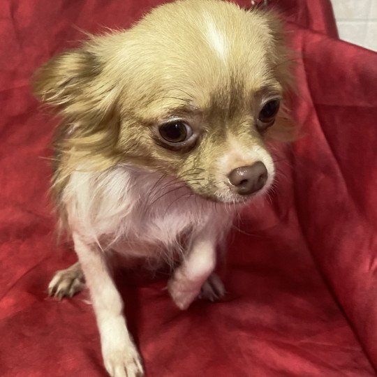 chien Chihuahua Poil Long BLANCHE ET FAUVE ULTESS chihuahua pl Domaine de la Chantelaie