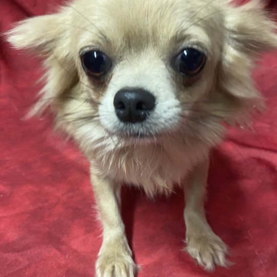 chien Chihuahua Poil Long gris et beige ULTINA chihuahua Domaine de la Chantelaie