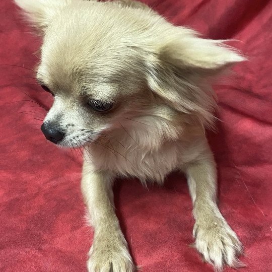 chien Chihuahua Poil Long gris et beige ULTINA chihuahua Domaine de la Chantelaie