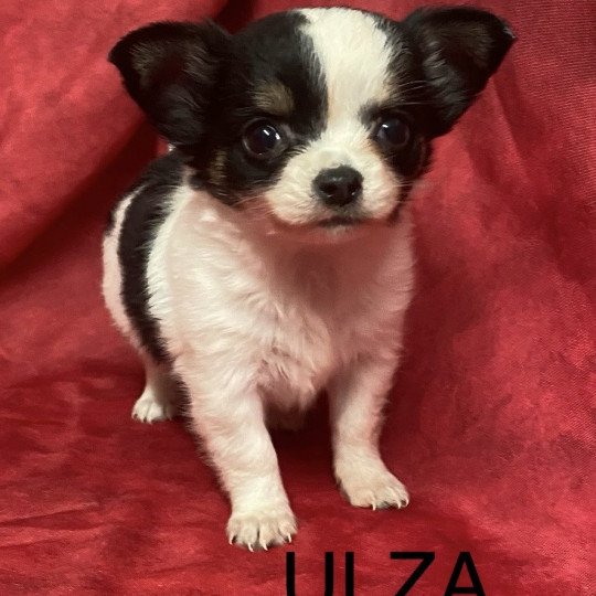 ULZA chihuahua pl Femelle Chihuahua Poil Long