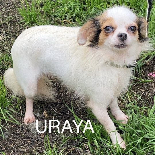 chien Chihuahua Poil Long blanc et noir URAYA Domaine de la Chantelaie