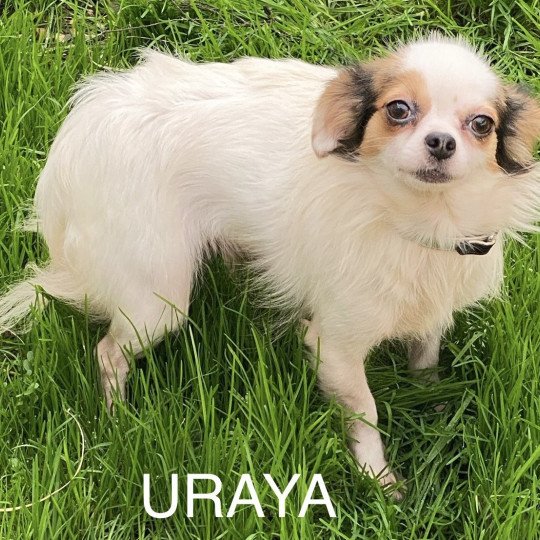 chien Chihuahua Poil Long blanc et noir URAYA Domaine de la Chantelaie