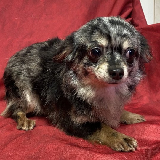 chien Chihuahua Poil Long gris merle UYANE Domaine de la Chantelaie