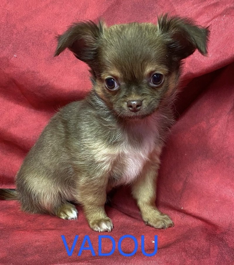 VADOU chihuahua à poils longs Mâle Chihuahua Poil Long