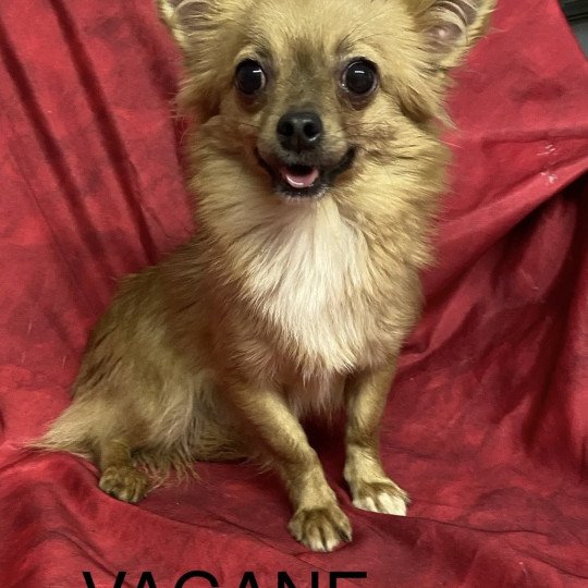 VAGANE chihuahua beige Femelle Chihuahua Poil Long