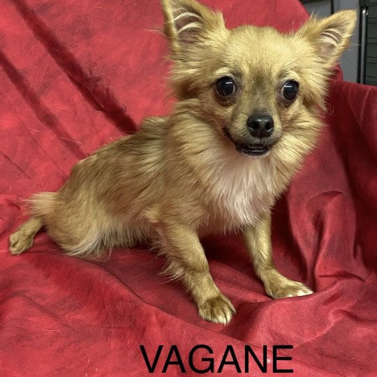 chiot Chihuahua Poil Long VAGANE chihuahua beige Domaine de la Chantelaie