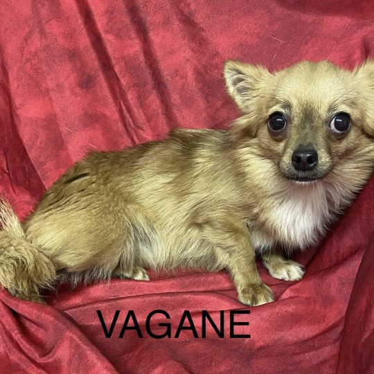chiot Chihuahua Poil Long VAGANE chihuahua beige Domaine de la Chantelaie