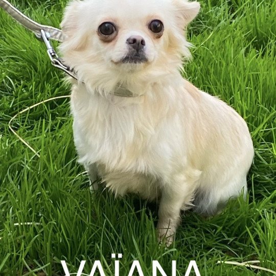 chien Chihuahua Poil Long VAÎANA Domaine de la Chantelaie