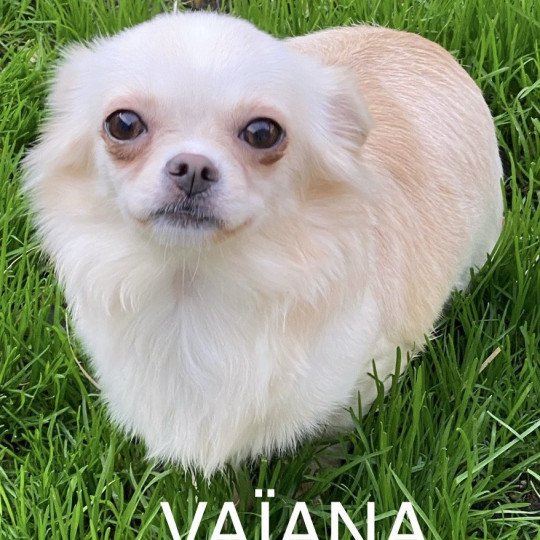 chien Chihuahua Poil Long VAÎANA Domaine de la Chantelaie