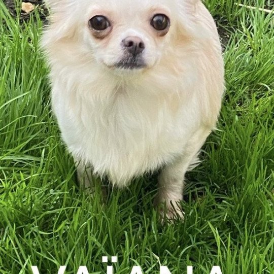 chien Chihuahua Poil Long VAÎANA Domaine de la Chantelaie