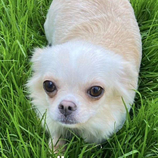 chien Chihuahua Poil Long VAÎANA Domaine de la Chantelaie