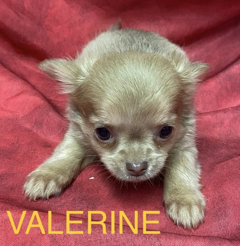 VALERINE chihuahua à poils longs à réserver Femelle Chihuahua Poil Long