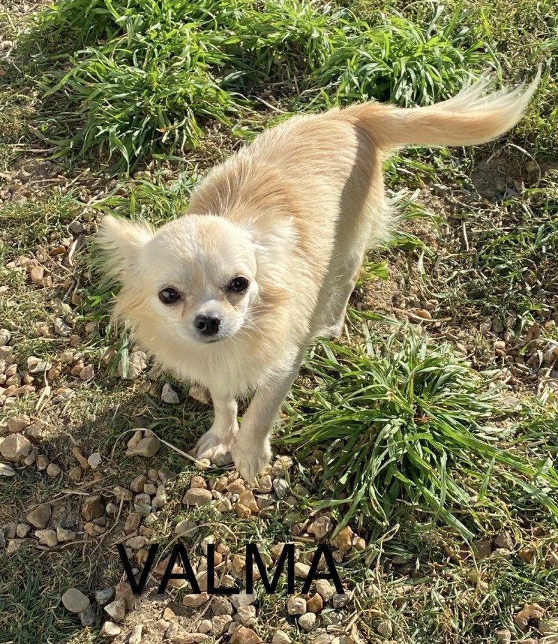 VALMA Femelle Chihuahua Poil Long