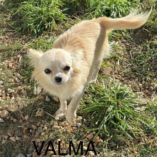VALMA Femelle Chihuahua Poil Long
