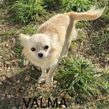 chiot Chihuahua Poil Long VALMA Domaine de la Chantelaie chiot Chihuahua Poil Long VALMA Domaine de la Chantelaie